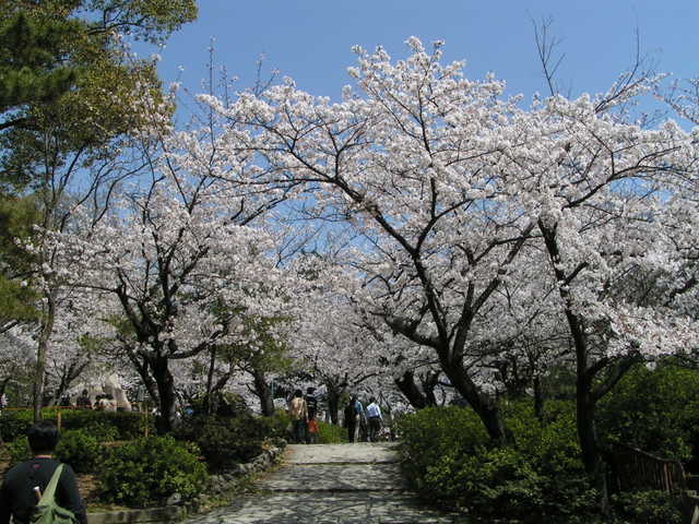 Sakura